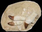 Three Rooted Mosasaur (Prognathodon) Teeth In Rock #51326-1